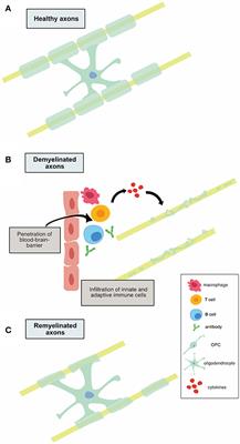 Novel Molecular Leads for the Prevention of Damage and the Promotion of Repair in Neuroimmunological Disease